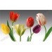 Натюрморт: красочные тюльпаны, выполненный маслом на холсте
